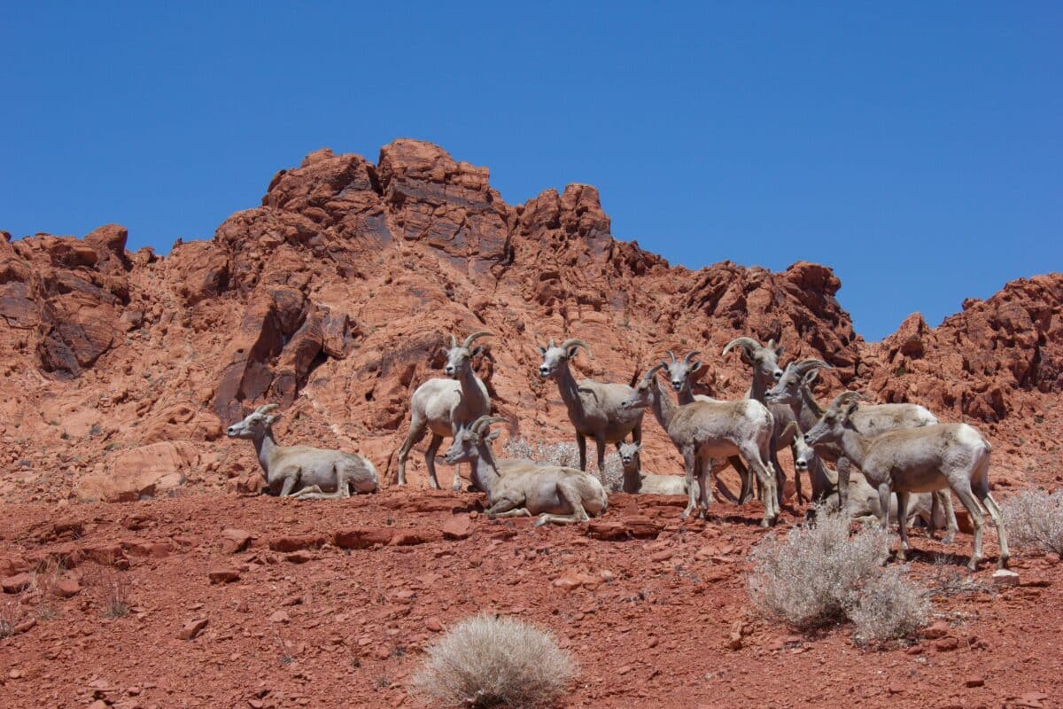 How Nevada Protects Its Unique Wildlife and Ecosystems