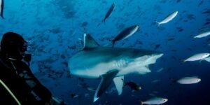 Mastering Underwater Vlogging with the Right Camera