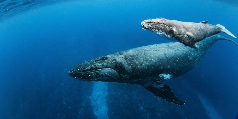 Unraveling the Science Behind Animal Migration