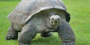 What Centenarian Species Teach Us About Aging and Health