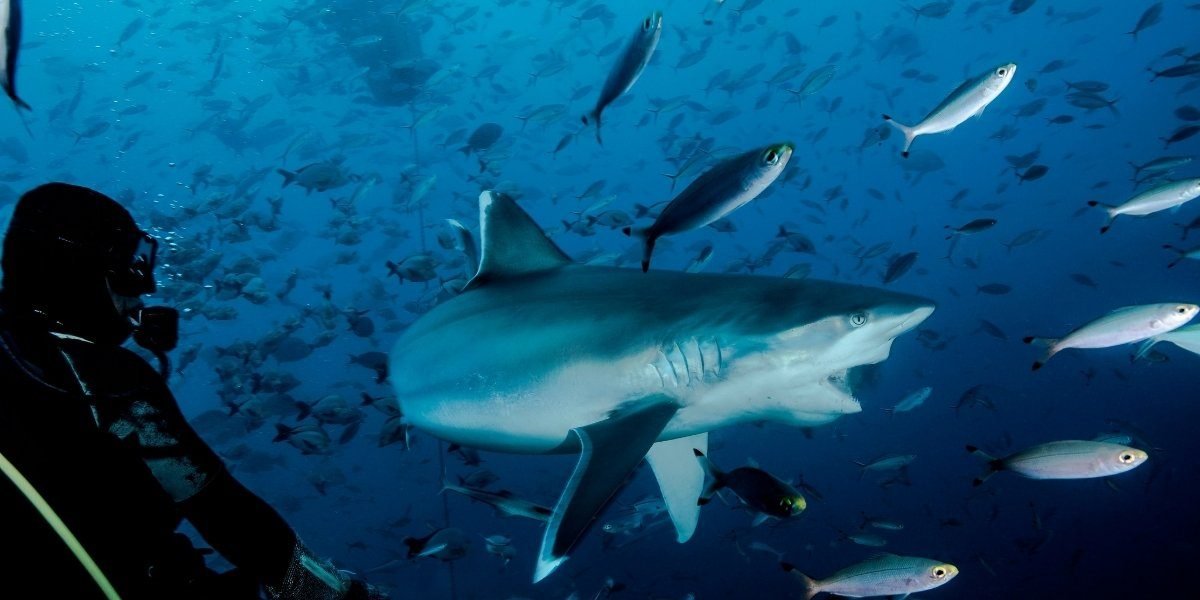 Mastering Underwater Vlogging with the Right Camera