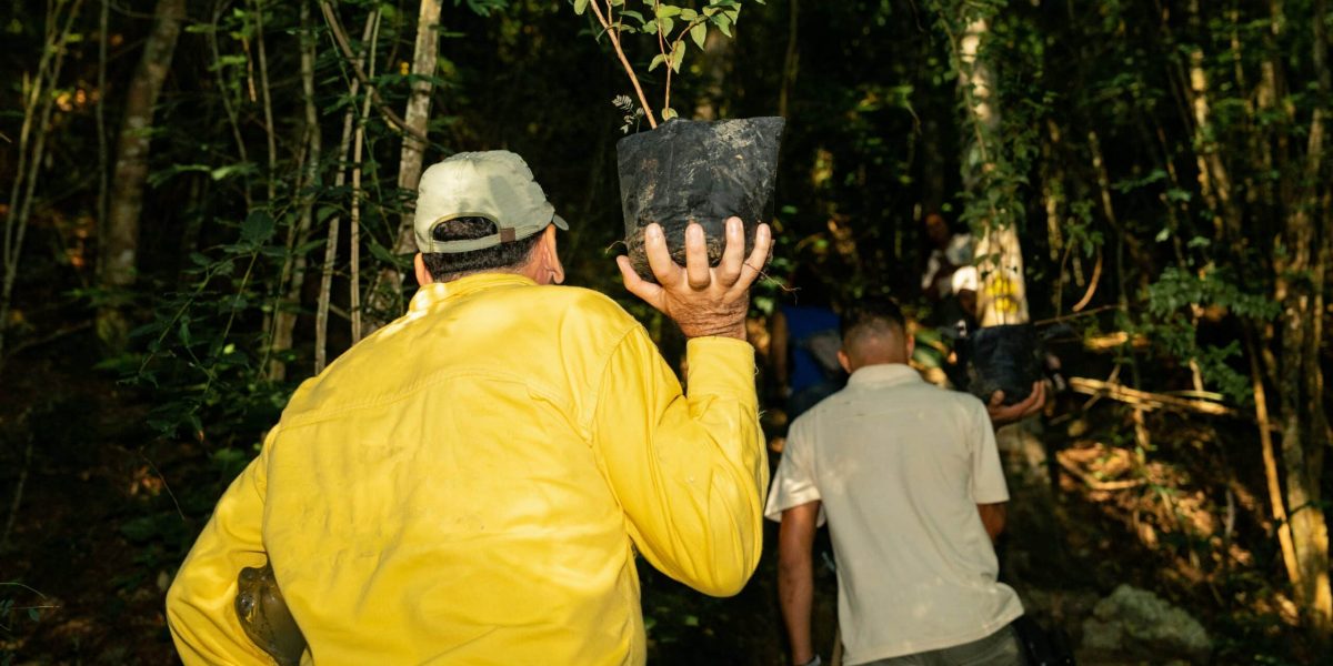 How Forest Restoration Helps Combat Climate Change