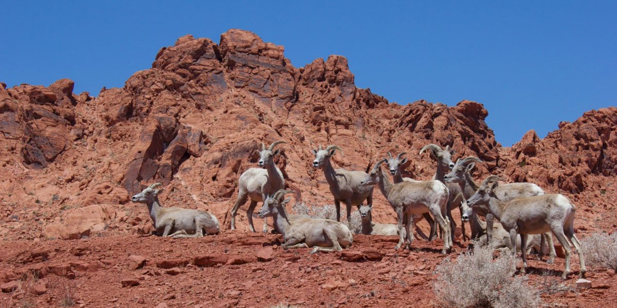 How Nevada Protects Its Unique Wildlife and Ecosystems